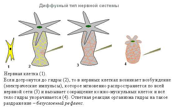 Актуальное зеркало kraken